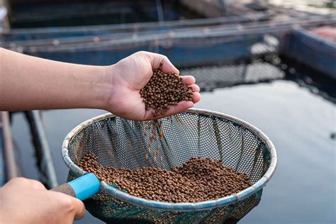 Feeds for Aquaculture .